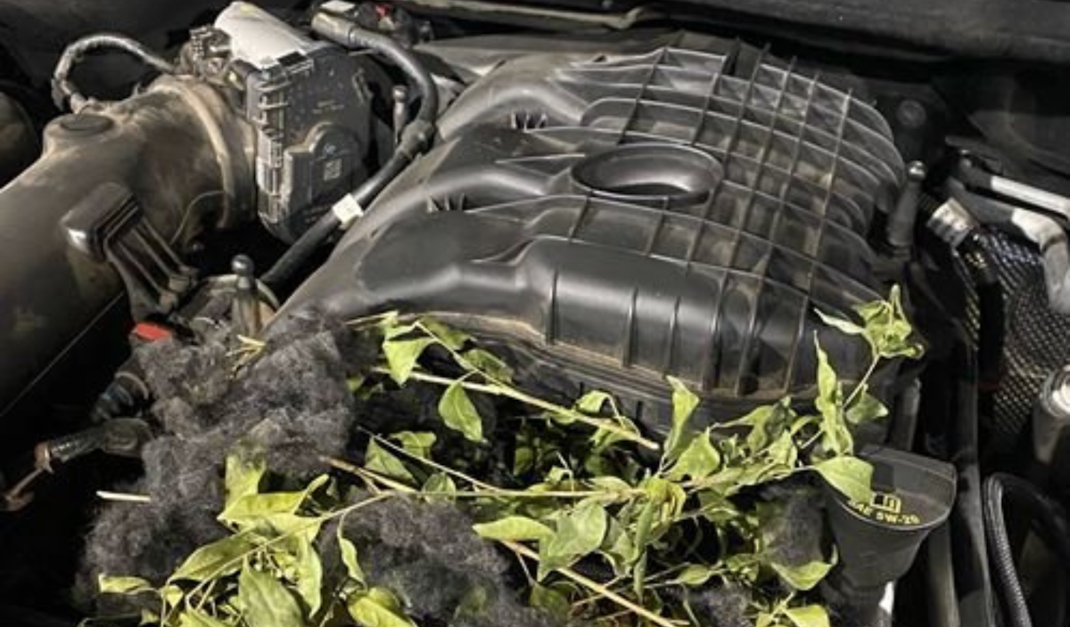 nest in engine bay